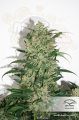 DUTCH PASSION - Auto Night Queen®