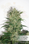 DUTCH PASSION - Auto Night Queen®