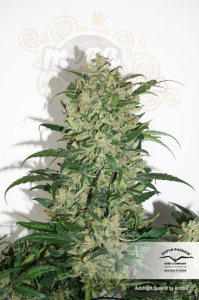 DUTCH PASSION - Auto Night Queen®