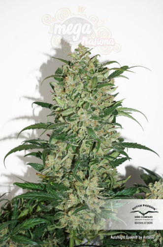 DUTCH PASSION - Auto Night Queen®