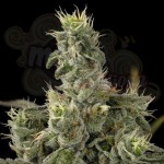 DNA GENETICS - Nicole Kush