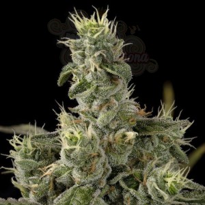 DNA GENETICS - Nicole Kush