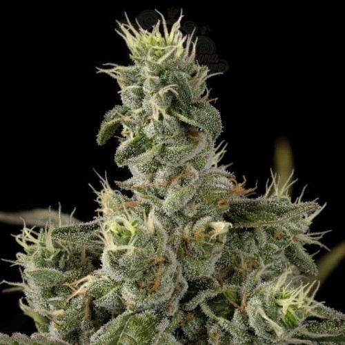 DNA GENETICS - Nicole Kush