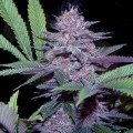 Blueberry