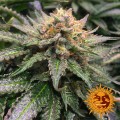 BARNEY’S FARM - Amnesia Lemon