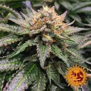 BARNEY’S FARM - Amnesia Lemon