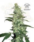 DUTCH PASSION - Skywalker Haze