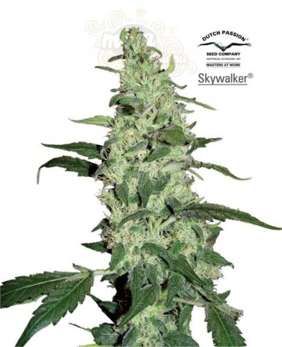 DUTCH PASSION - Skywalker Haze