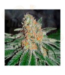 DELICIOUS SEEDS - CBD Jam