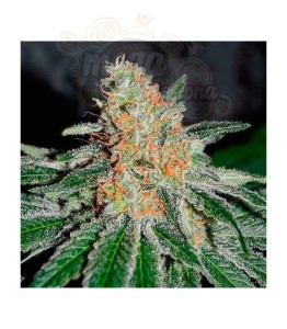 DELICIOUS SEEDS - CBD Jam
