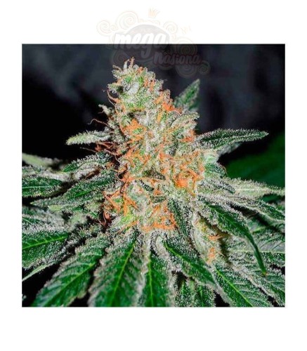 DELICIOUS SEEDS - CBD Jam