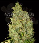 WORLD OF SEEDS - Northern Light X Skunk