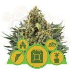 ROYAL QUEEN SEEDS - Autoflowering Mix