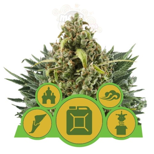 ROYAL QUEEN SEEDS - Autoflowering Mix