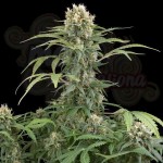 DINAFEM - Blue Thai