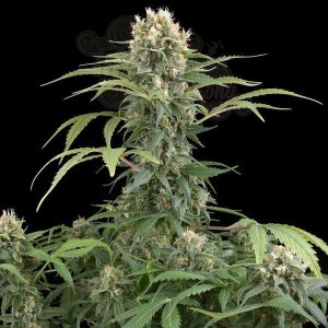 DINAFEM - Blue Thai