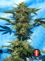SERIOUS SEEDS - Auto White Russian