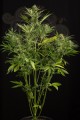 DINAFEM - White Widow XXL Autoflowering