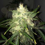 NIRVANA - OG Kush Auto