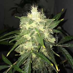 NIRVANA - OG Kush Auto