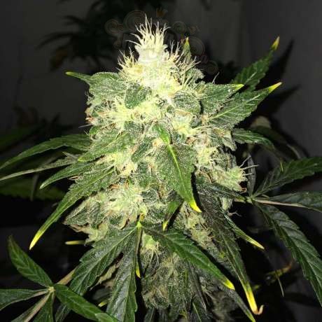 NIRVANA - OG Kush Auto