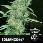 POSITRONICS - Somango 47