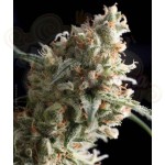 PYRAMID SEEDS - Super Hash