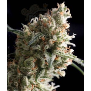 PYRAMID SEEDS - Super Hash