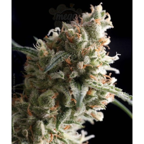PYRAMID SEEDS - Super Hash
