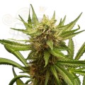 ROYAL QUEEN SEEDS - Northern Light