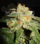 WORLD OF SEEDS - Privilege