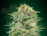 00 SEEDS BANK - White Widow CBD