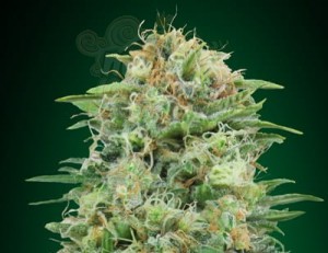 00 SEEDS BANK - White Widow CBD