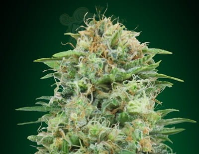 00 SEEDS BANK - White Widow CBD