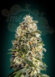 ADVANCED SEEDS - Heavy Bud