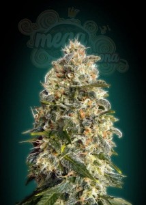 ADVANCED SEEDS - Heavy Bud