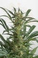 DINAFEM - Amnesia XXL Auto