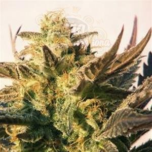 Biological Seeds - AUTO LADY BUG