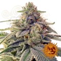 BARNEY'S FARM - Shiskaberry