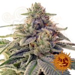 BARNEY'S FARM - Shiskaberry