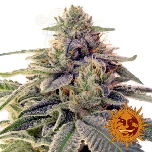 BARNEY'S FARM - Shiskaberry