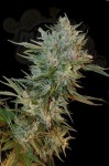 GRASS-O-MATIC - Haze Gom