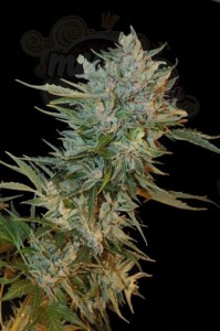 GRASS-O-MATIC - Haze Gom