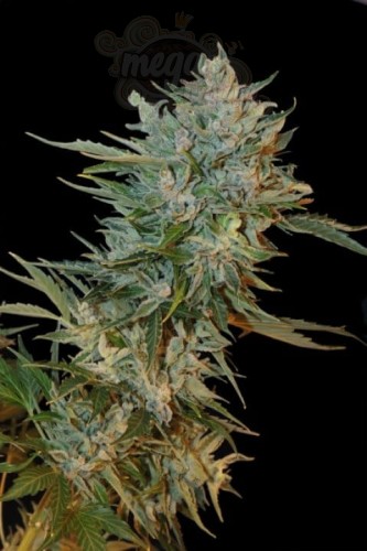 GRASS-O-MATIC - Haze Gom