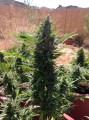 FASTBUDS - Gorilla Glue Auto