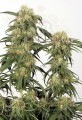 DUTCH PASSION - Skunk #11