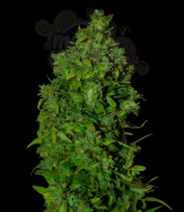 VIP SEEDS - VIP Dwarf