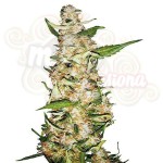 SENSI SEEDS - Skunk #1 Auto