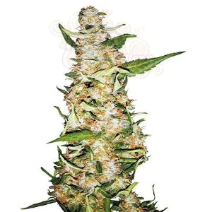 SENSI SEEDS - Skunk #1 Auto
