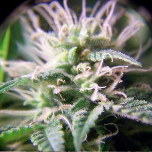 FEMALESEEDS - Purple Maroc